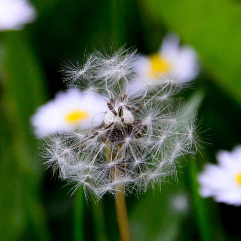 Pusteblume, Gänseblümchen