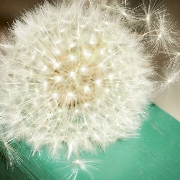  München Pusteblume Löwenzahn